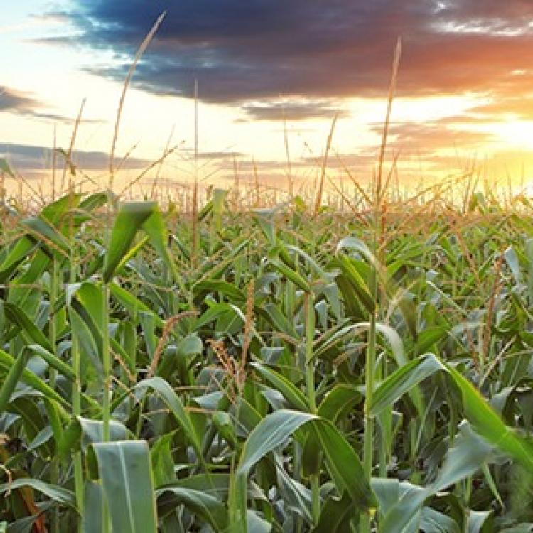  Corn Field